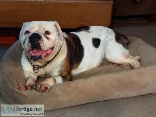 Olde English Bulldog