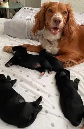 2 Working Cocker Spaniel puppies (1 girl 1 boy)