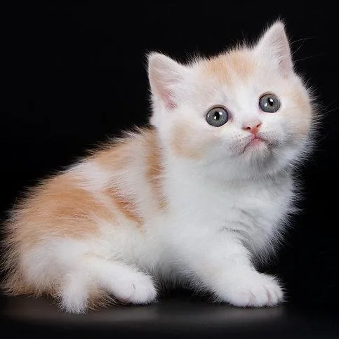 Munchkin shorthair kitties for sale
