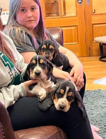 Basset Hound Puppies Top Quality