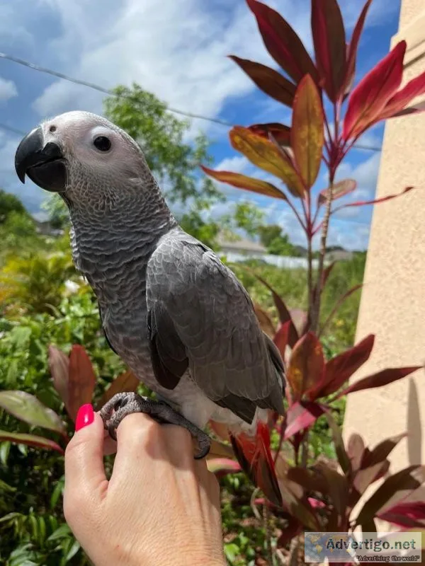 Sweet African Grey baby
