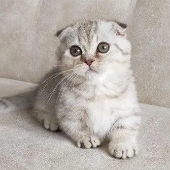 Munchkin shorthair kitties for sale