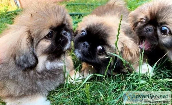Lovely Pekingese pups for sale