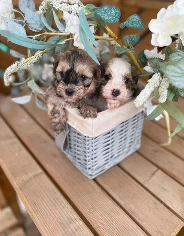 Beautiful Havanese puppies