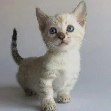 Munchkin shorthair kitties for sale