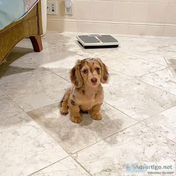 Confident and Gorgeous Dachshunds puppy for adoption.