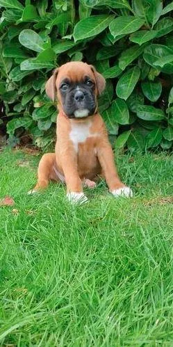 3 Boxer puppies