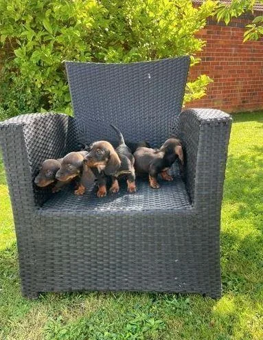 Dachshund Puppies for sale