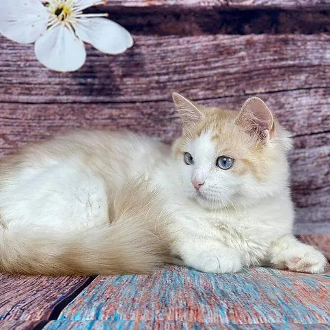 Munchkin shorthair kitties for sale