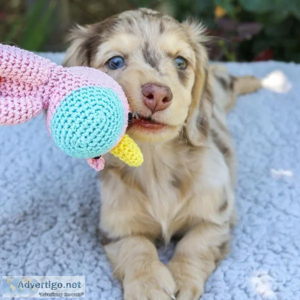 Dachshunds puppies for adoption