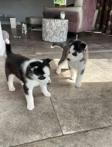 2 Girls1 Boy Siberian Husky Pups