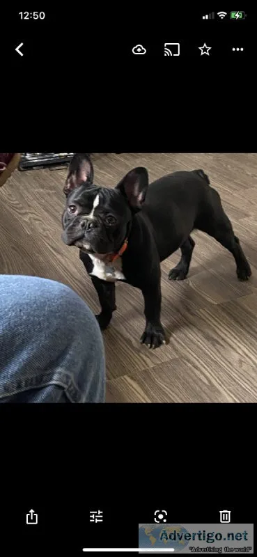 French bulldog