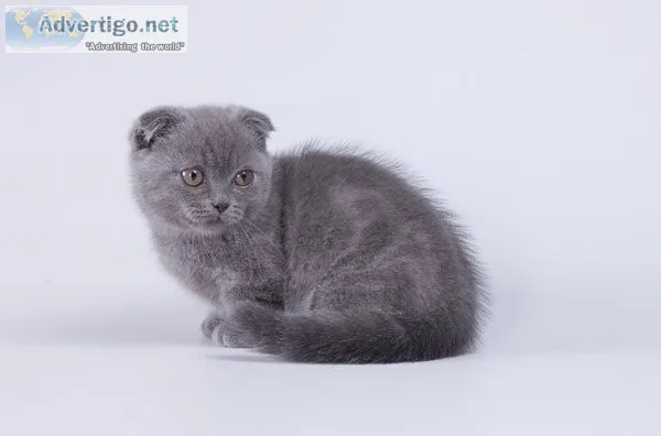 Munchkin shorthair kitties for sale