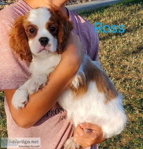 Cavalier King Charles Spaniel
