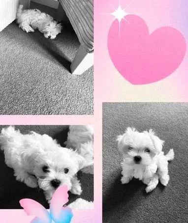 Beautiful Maltese Puppies