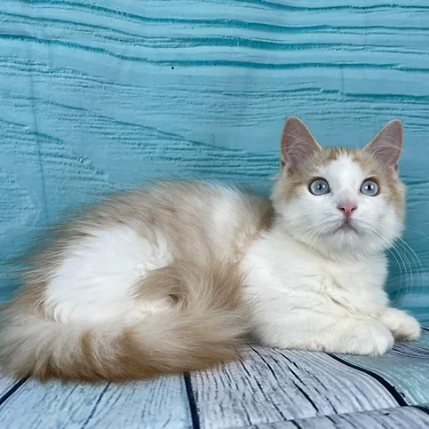 Munchkin shorthair kitties for sale
