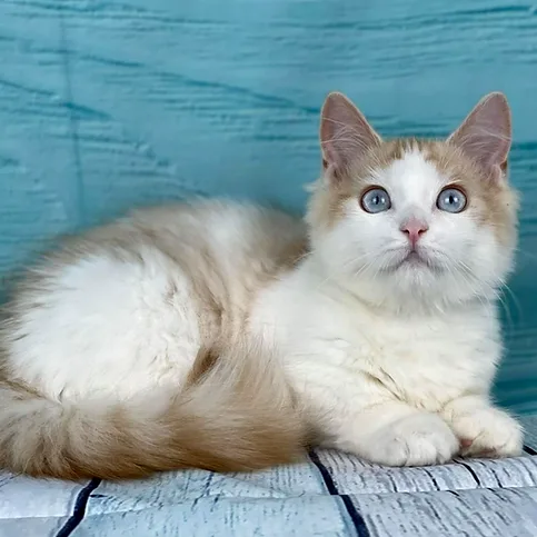 Munchkin shorthair kitties for sale