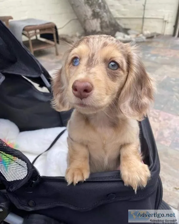 Dachshunds puppies available for christmas