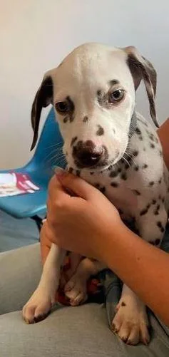 Dalmatian puppies ready to leave now