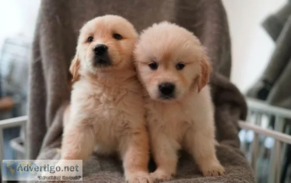 Gorgeous Golden Retriever Puppies
