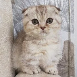 Munchkin shorthair kitties for sale