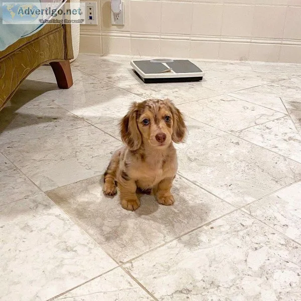 Dachshunds Puppies for sale