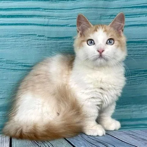 Munchkin shorthair kitties for sale