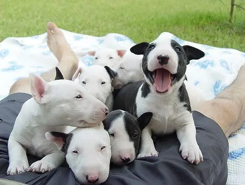 AKC Bull Terrier Puppies