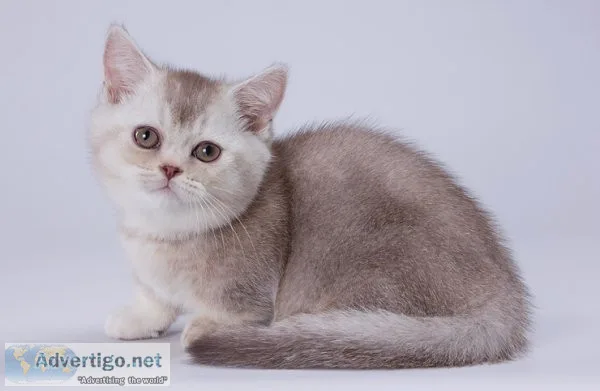 Munchkin shorthair kitties for sale