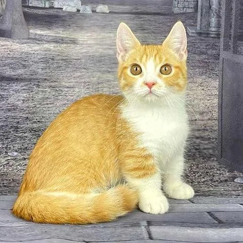 Munchkin shorthair kitties for sale