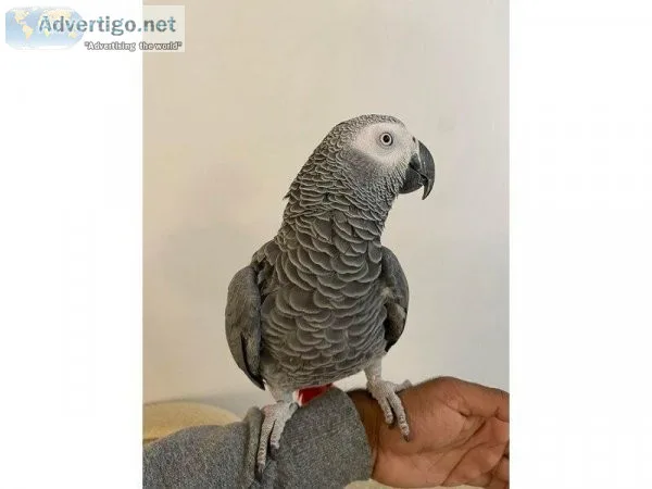 African grey tame and talking with cage