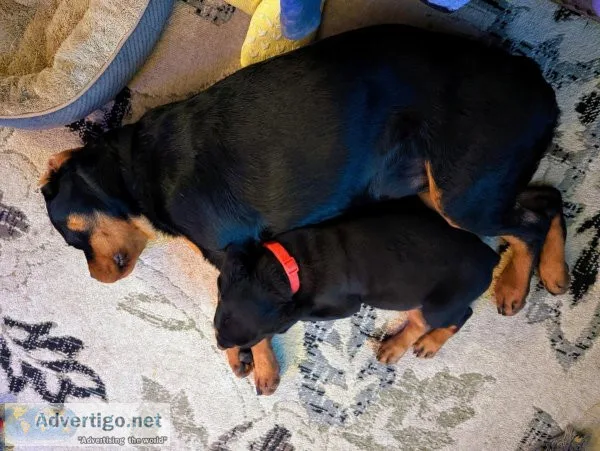 Young Rottweilers (Serbian Imports)