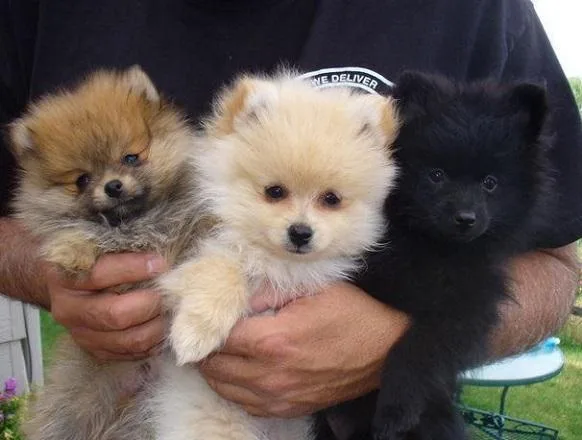 For Sale Pomeranian Puppies