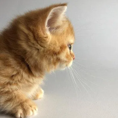 Munchkin shorthair kitties for sale