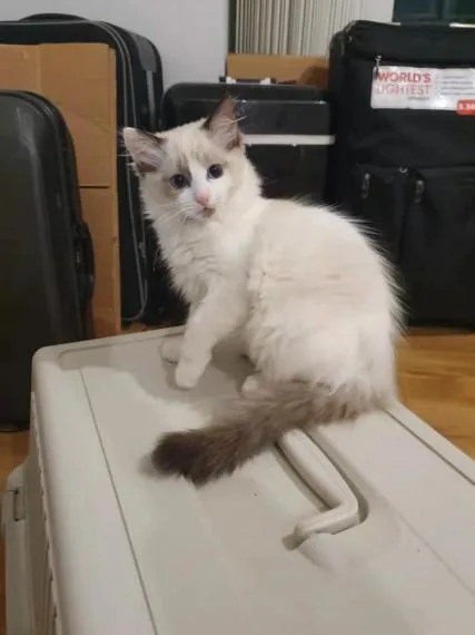 Ragdoll kittens