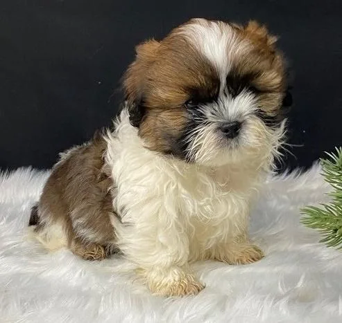 Super adorable Shih Tzu puppies