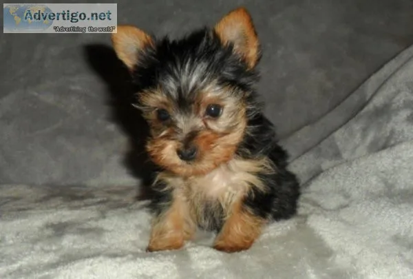 Yorkshire Terrier Puppies