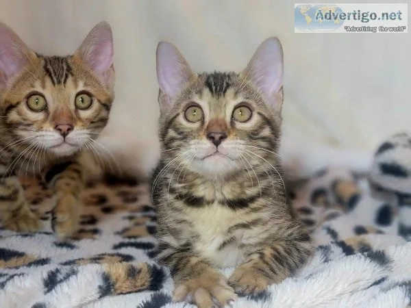 Bengal kittens