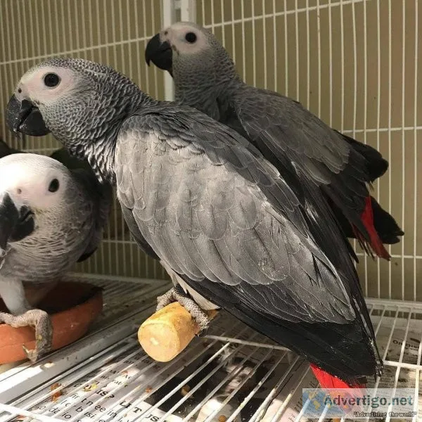 Cute and adorable African grey parrot for sale