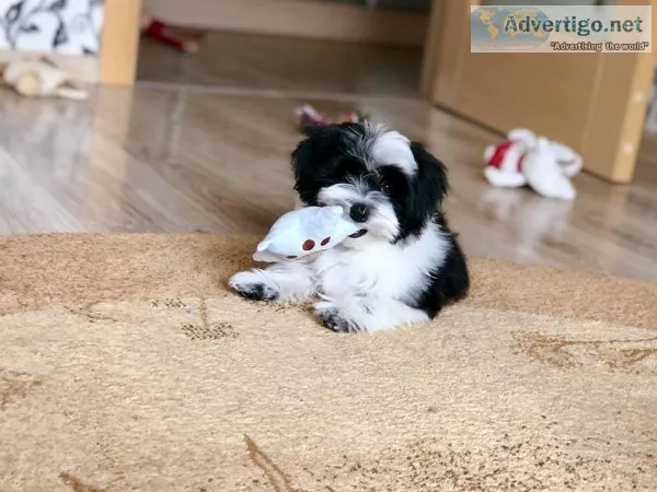 Shih-Tzu Puppies