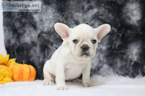 Nancy Female AKC French Bulldog