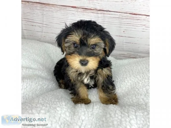 yorkipoo for sale