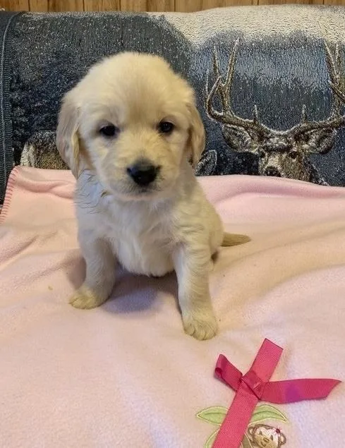 Gorgeous Golden retriever puppies