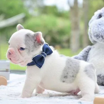 Purely French Bulldog puppys