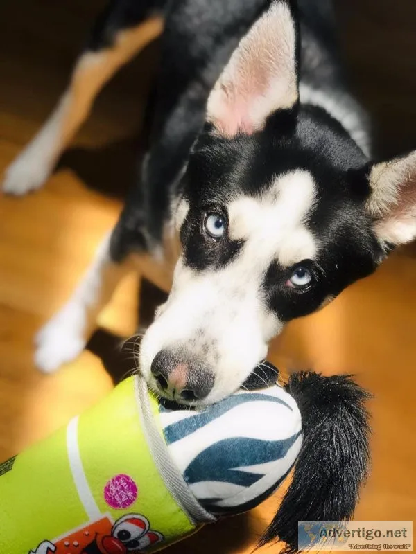 Lovable Husky Shepard mix puppy