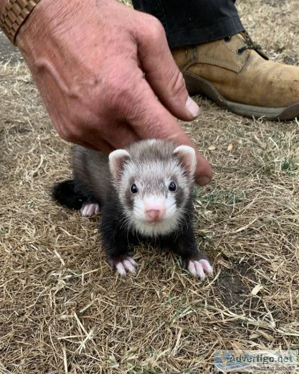Semi angora ferret kits. Ready to go now
