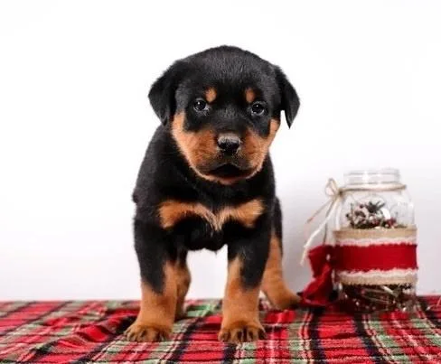 energetic Rottweiler Puppies