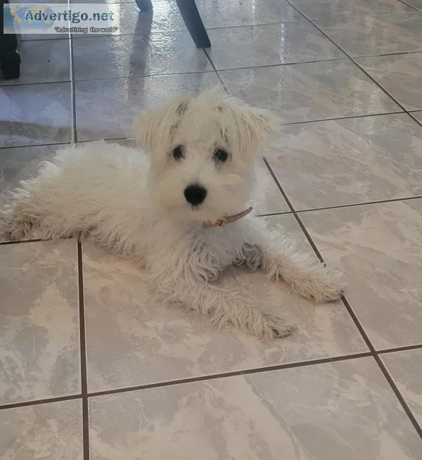 MINIATURE SCHNAUZER