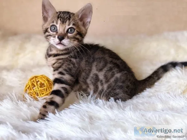 Bengal Kittens