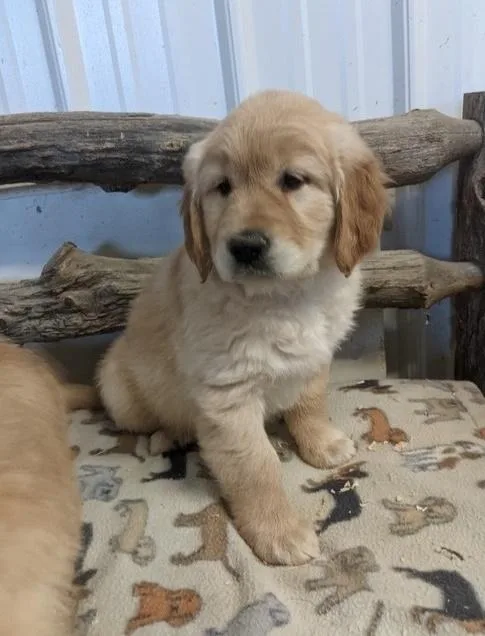 adorable Golden retriever puppies